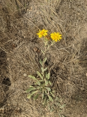 Grindelia