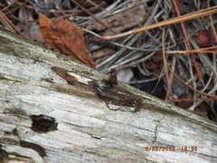 Stemonitis splendens
