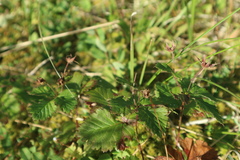 Rubus chamaemorus