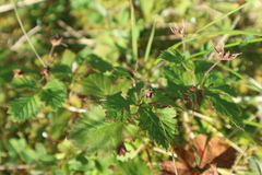 Rubus chamaemorus