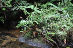 Menisorus pauciflorus