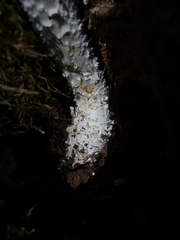 Amanita echinocephala