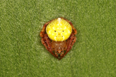 Eriovixia