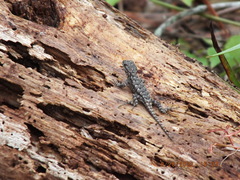 Sceloporus undulatus