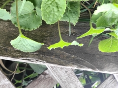 Campanula poscharskyana