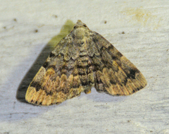 Idia americalis