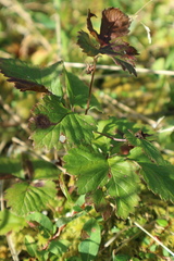 Rubus chamaemorus
