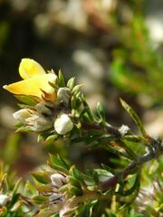 Aspalathus stenophylla