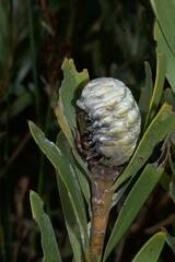 Leucadendron meridianum