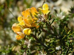 Aspalathus stenophylla