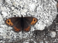 Erebia montanus