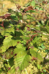Rubus chamaemorus