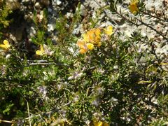 Aspalathus stenophylla