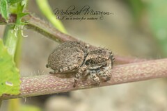 Aelurillus v-insignitus