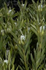Leucadendron meridianum