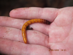 Parallelostethus attenuatus