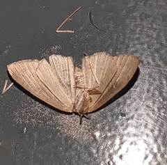 Cyclophora albipunctata