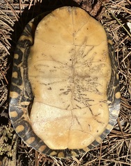 Chrysemys picta picta