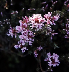 Amphithalea ericifolia