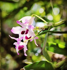 Dendrobium nobile