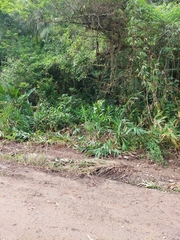 Hedychium coronarium