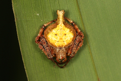 Eriovixia