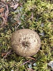 Lycoperdon