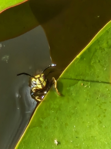 Common wasp