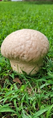 Calvatia craniiformis
