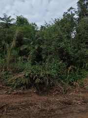 Hedychium coronarium