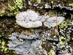 Ceratiomyxa fruticulosa