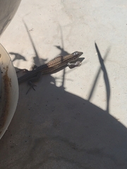 Aspidoscelis exsanguis