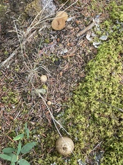 Lycoperdon