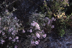 Amphithalea ericifolia