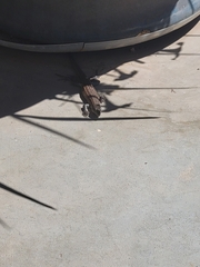 Aspidoscelis exsanguis