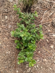 Baccharis pilularis consanguinea