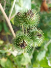 Arctium lappa