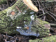 Ceratiomyxa fruticulosa