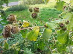 Arctium lappa
