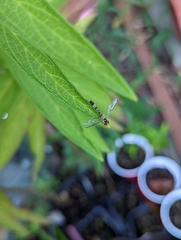 Victoriana attenuata