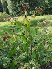 Arctium lappa
