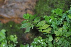 Elatostema monticola