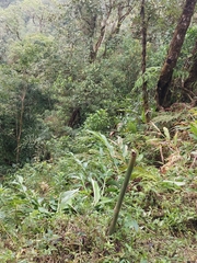 Hedychium coronarium