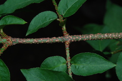 Euonymus verrucosus