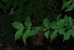 Euonymus verrucosus