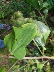 Arctium lappa