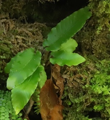 Asplenium scolopendrium