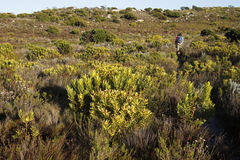 Leucadendron laureolum