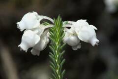 Erica calcareophila