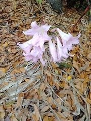 Amaryllis belladonna